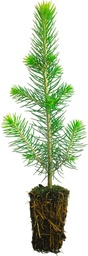 Spruce 1-years, 90 pcs